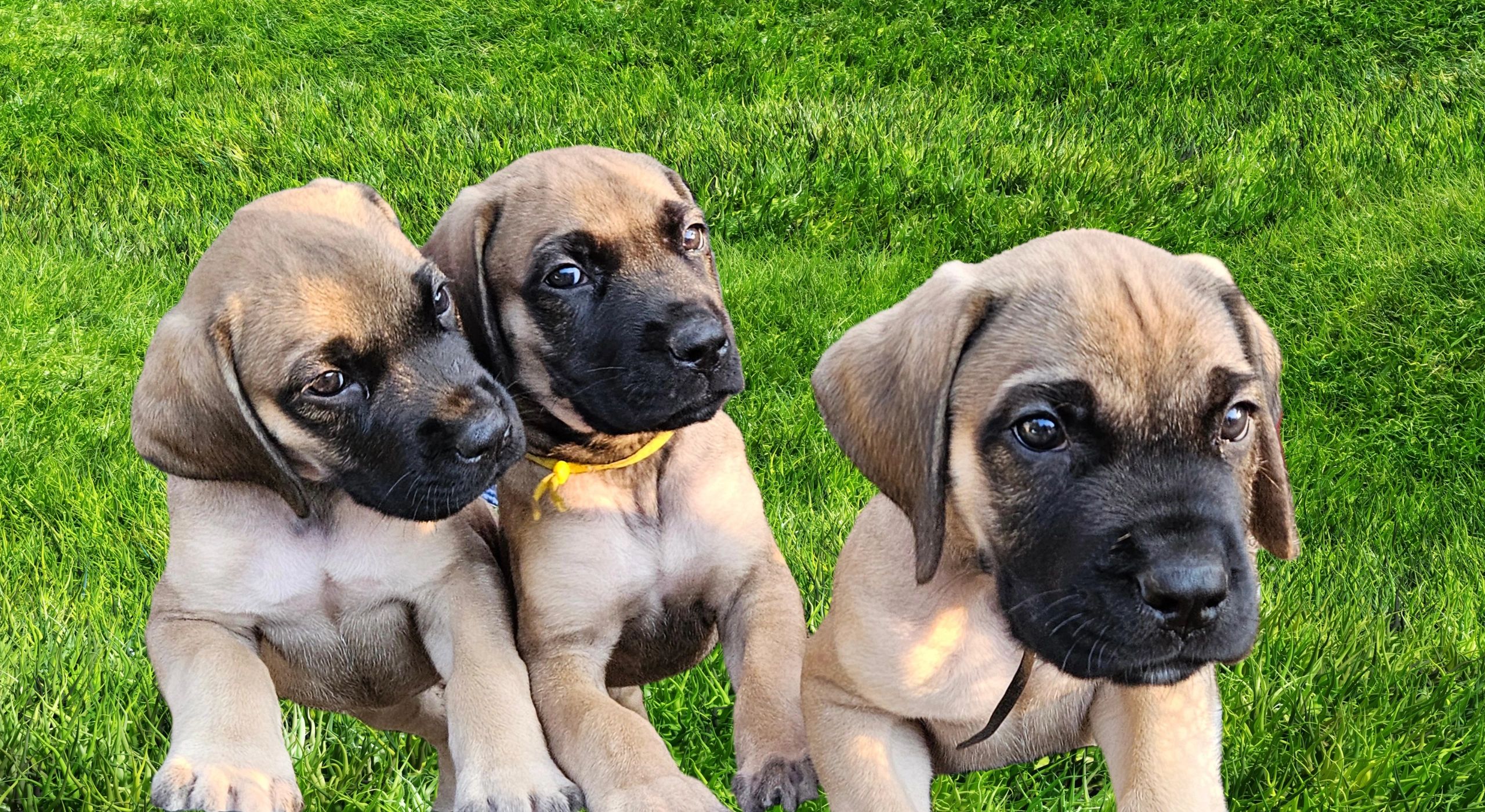 Kc registered english mastiff puppies hotsell